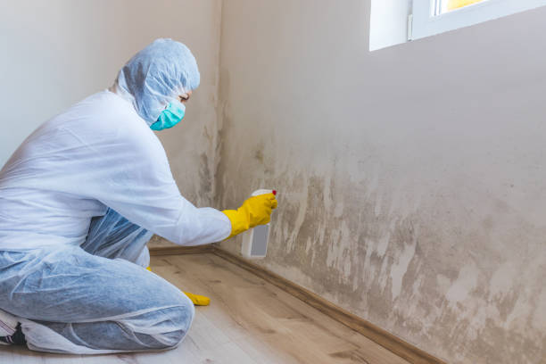 Licensed Basement Mold Removal service in Jackson, KY - WQB Mold Removal