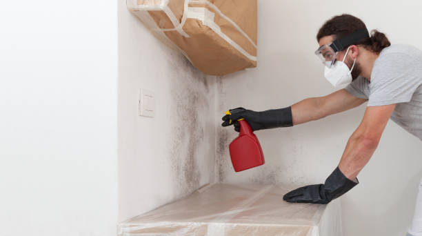 Professional Basement Mold Removal technician working in Jackson, KY