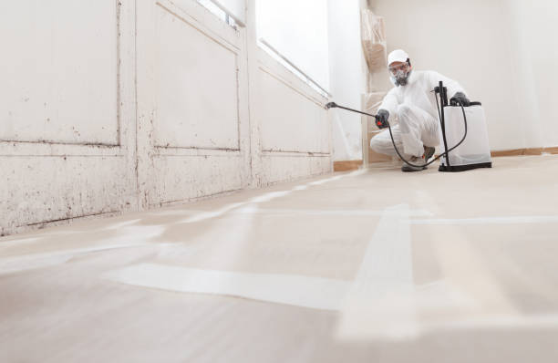 24/7 Emergency Basement Mold Removal experts in Jackson, KY