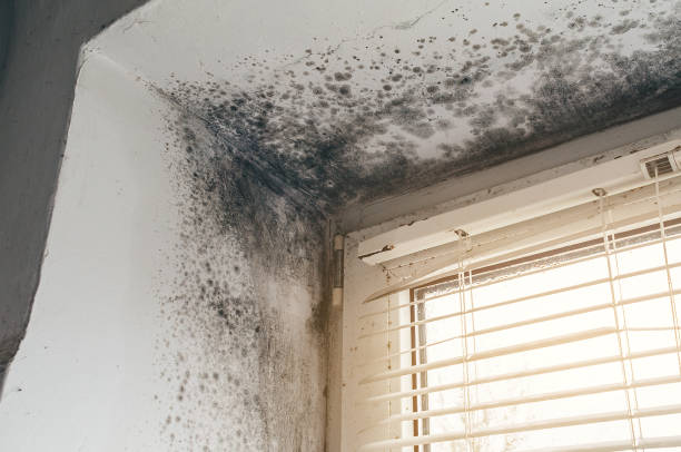 Affordable Basement Mold Removal solutions in Jackson, KY