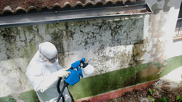 Top rated local Basement Mold Removal specialists in Jackson, KY